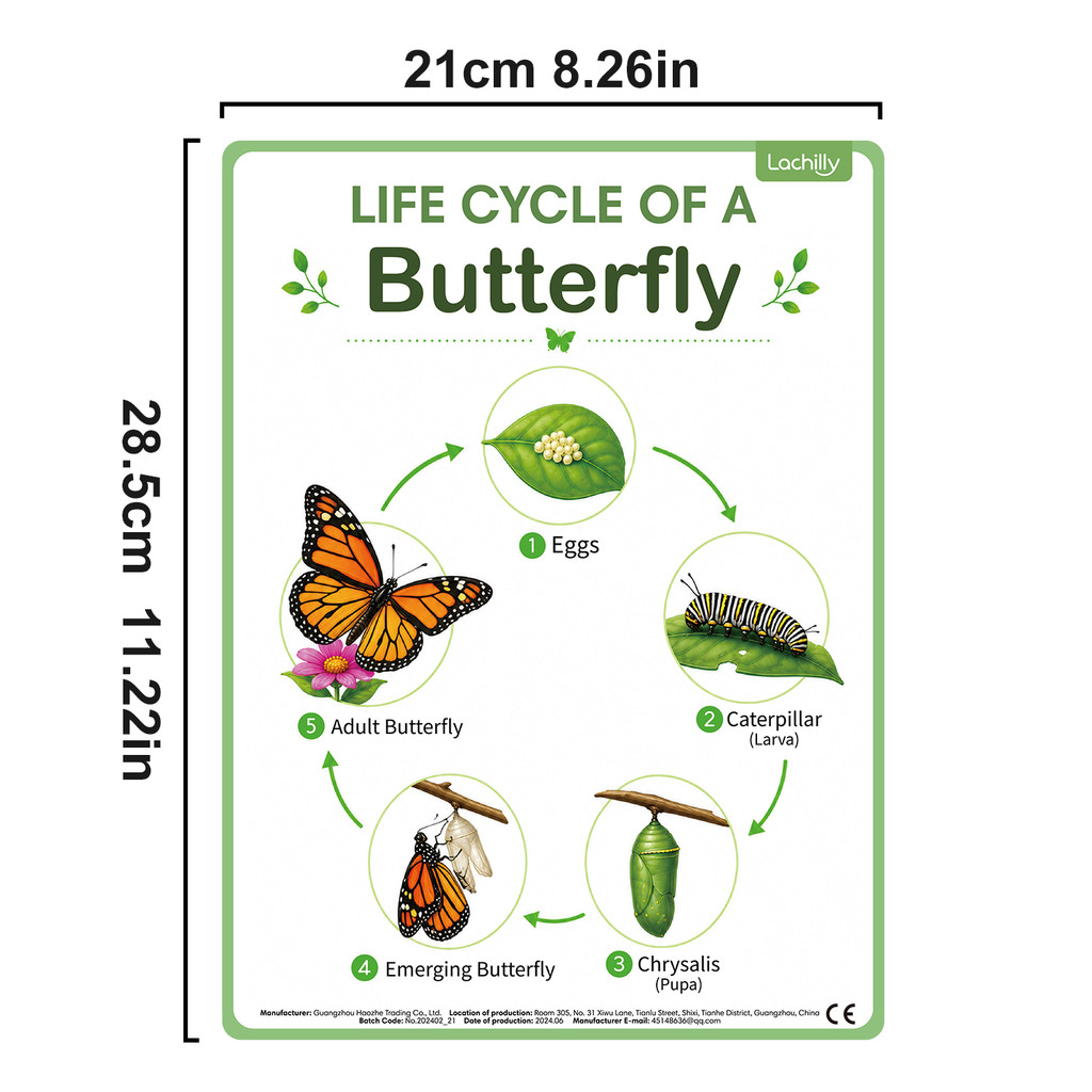 8Pcs Nature Life Cycle Educati - đánh giá và giá Kids Nature Education