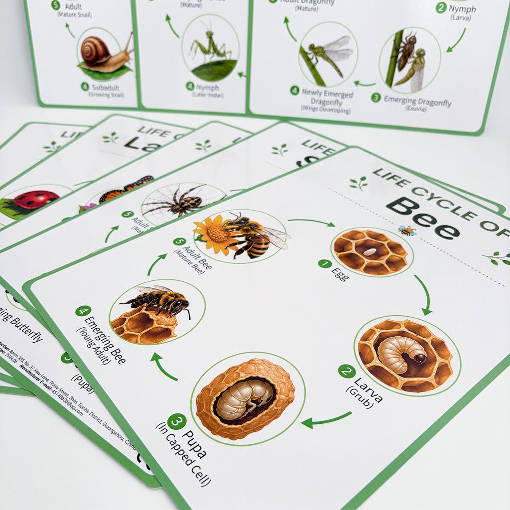 8Pcs Nature Life Cycle Educati - đánh giá và giá Kids Nature Education