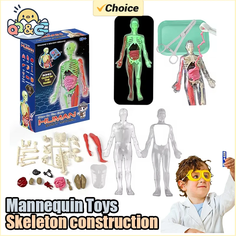 Human Skeleton Organ Anatomy B - đánh giá và giá Kids Nature Education