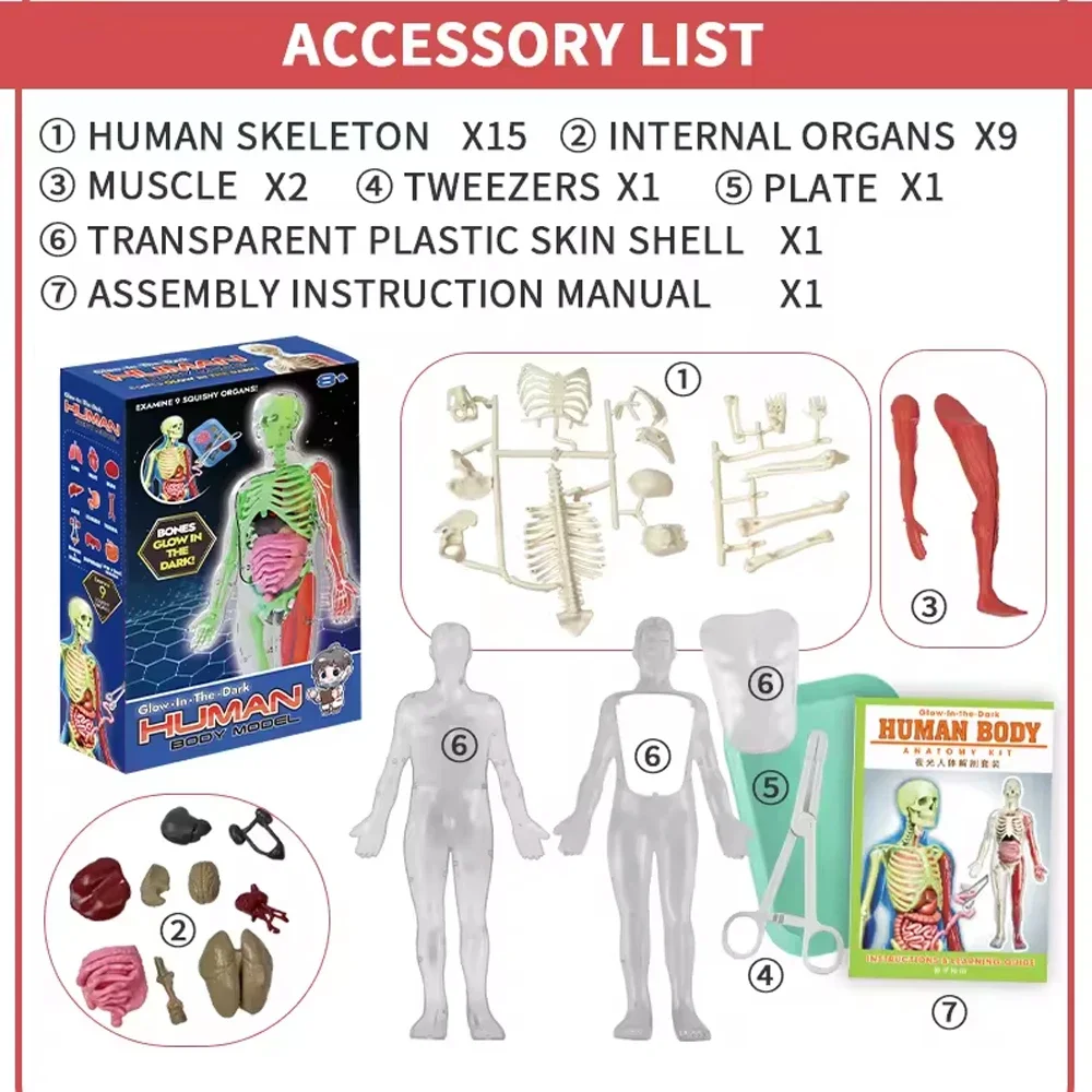 Human Skeleton Organ Anatomy B - đánh giá và giá Kids Nature Education